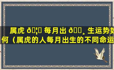 属虎 🦁 每月出 🕸 生运势如何（属虎的人每月出生的不同命运）